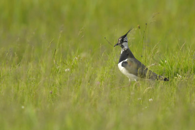 Kievit / Northern Lapwing (Wassenaar)