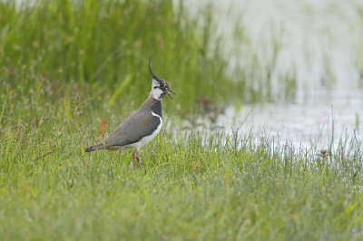 Kievit / Northern Lapwing (Wassenaar)