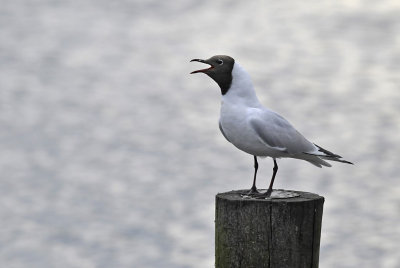 Kokmeeuw / Black-headed Gull (Starrevaart)