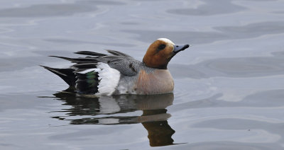 Smient / Eurasian Wigeon (Starrevaart)