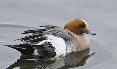 Smient / Eurasian Wigeon (Starrevaart)
