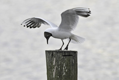 Kokmeeuw / Black-headed Gull (Starrevaart)