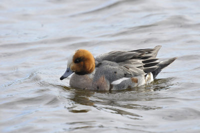 Smient / Eurasian Wigeon (Starrevaart)