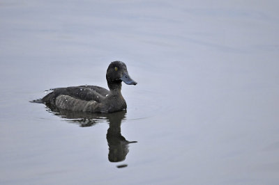 Kuifeend (vrouwtje)/ Tufted Duck (Starrevaart)