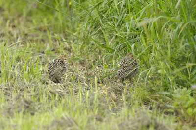 Fazant / Common Pheasant (Starrevaart)