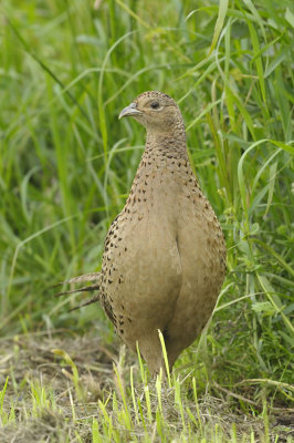 Fazant / Common Pheasant (Starrevaart)