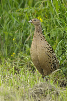 Fazant / Common Pheasant (Starrevaart)
