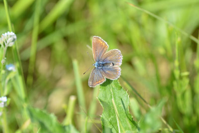 DSC_0344 (Wassenaar)