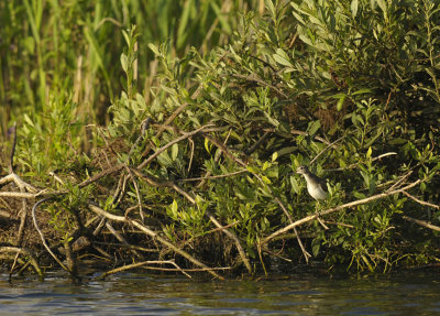 Oeverloper / Common Sandpiper ( Zwanenwater Callantsoog)