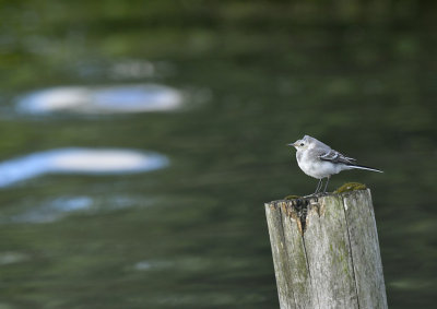 Witte Kwikstaart / White Wagtail (Zwanenwater Callantsoog)