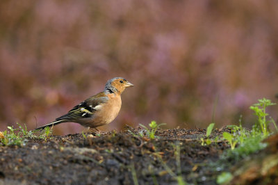 Vink / Common Chaffinch (Lemelerberg Hut HBN)