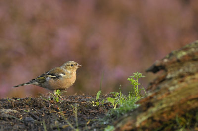 Vink / Common Chaffinch (Lemelerberg Hut HBN)