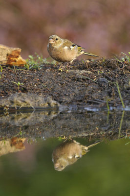 Vink / Common Chaffinch (Lemelerberg Hut HBN)