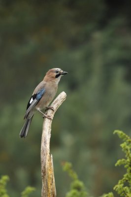 Gaai / Eurasian Jay (Lemelerberg Hut HBN)