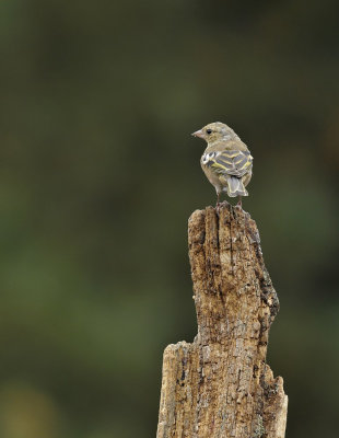 Vink / Common Chaffinch (Lemelerberg Hut HBN)