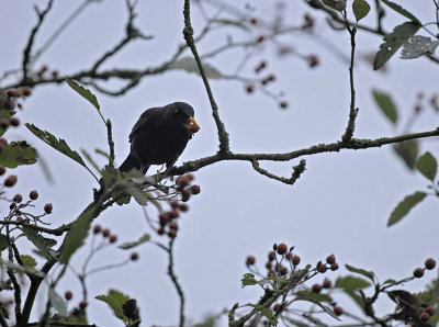 Merel - Common Blackbird (Biddinghuizen)