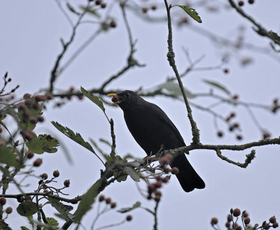 Merel - Common Blackbird (Biddinghuizen)