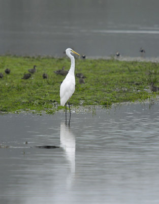 Grote Zilverreiger - Western Great Egret (OVP)