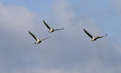 Grauwe Ganzen - Greylag Goose (OVP)