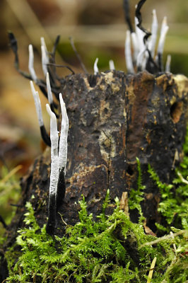 Geweizwam / Candlestick fungus - Eerde