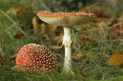 Vliegenzwam / Fly Agaric - Eerde