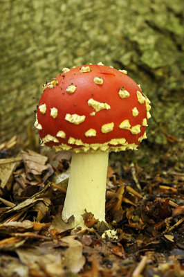 Vliegenzwam / Fly Agaric - Eerde