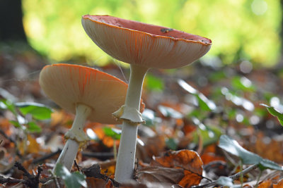 Vliegenzwam / Fly Agaric - Eerde