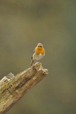 Roodborst / European Robin (Lemele HBN hut)