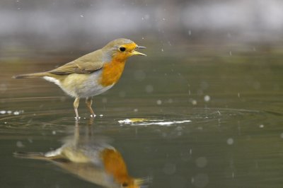 Roodborst / European Robin (Lemele HBN hut)