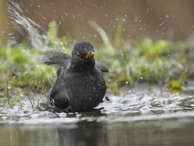 Merel / Common Blackbird (Lemele HBN hut)