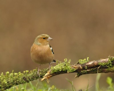 Vink / Common Chaffinch (Lemele HBN hut)