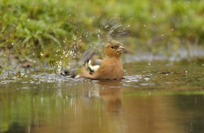 Vink / Common Chaffinch (Lemele HBN hut)