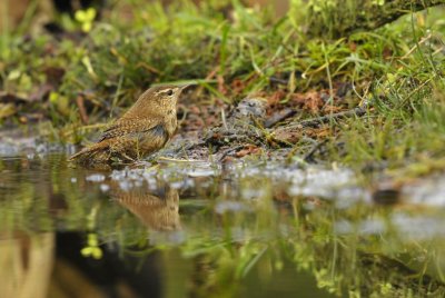 Winterkoning / Winter Wren (Lemele HBN hut