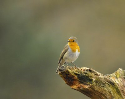 Roodborst / European Robin (Lemele HBN hut)