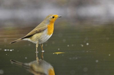 Roodborst / Red Robin (Lemele HBN hut)