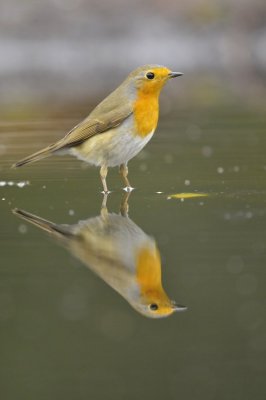 Roodborst / Red Robin (Lemele HBN hut)
