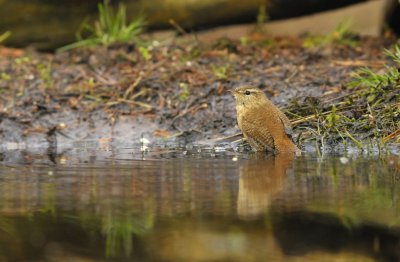 Winterkoning / Winter Wren (Lemelerberg Hut HBN)