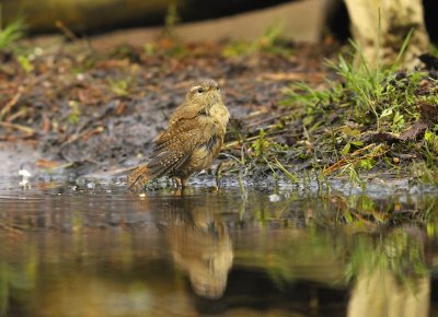 Winterkoning / Winter Wren (Lemelerberg Hut HBN)