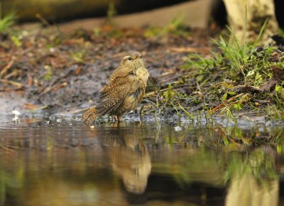 Winterkoning / Winter Wren (Lemelerberg Hut HBN)