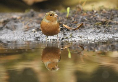 Vink / Common Chaffinch (Lemelerberg Hut HBN)