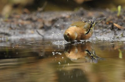 Vink / Common Chaffinch (Lemelerberg Hut HBN)