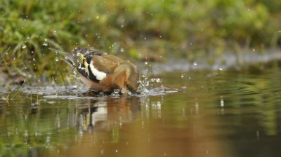 Vink / Common Chaffinch (Lemelerberg Hut HBN)