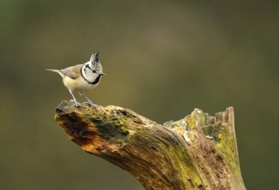 Kuifmees / European Crested Tit (Lemele HBN hut)