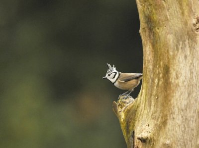 Kuifmees / European Crested Tit (Lemele HBN hut)