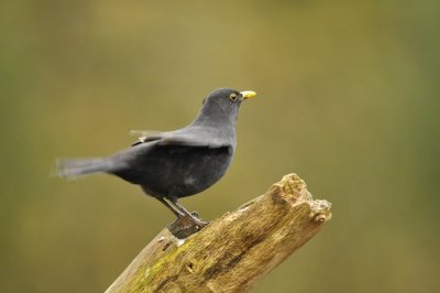 Merel / Common Blackbird (Lemele HBN hut)