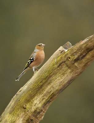 Vink / Common Chaffinch (Lemele HBN hut)