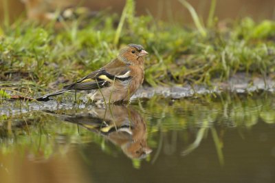 Vink / Common Chaffinch (Lemele HBN hut)