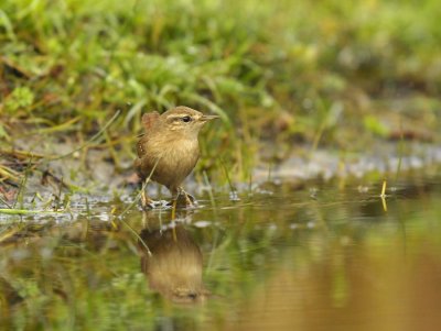 Winterkoning / Winter Wren (Lemele HBN hut)