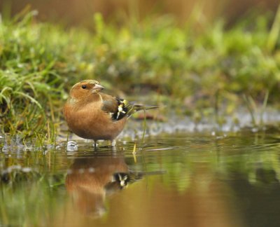 Vink / Common Chaffinch (Lemele HBN hut)