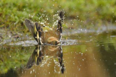 Vink / Common Chaffinch (Lemele HBN hut)